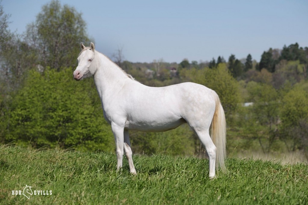 Cremello Horse standing around (1)
