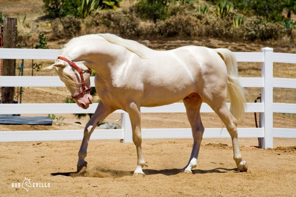 Cremello Horse standing around