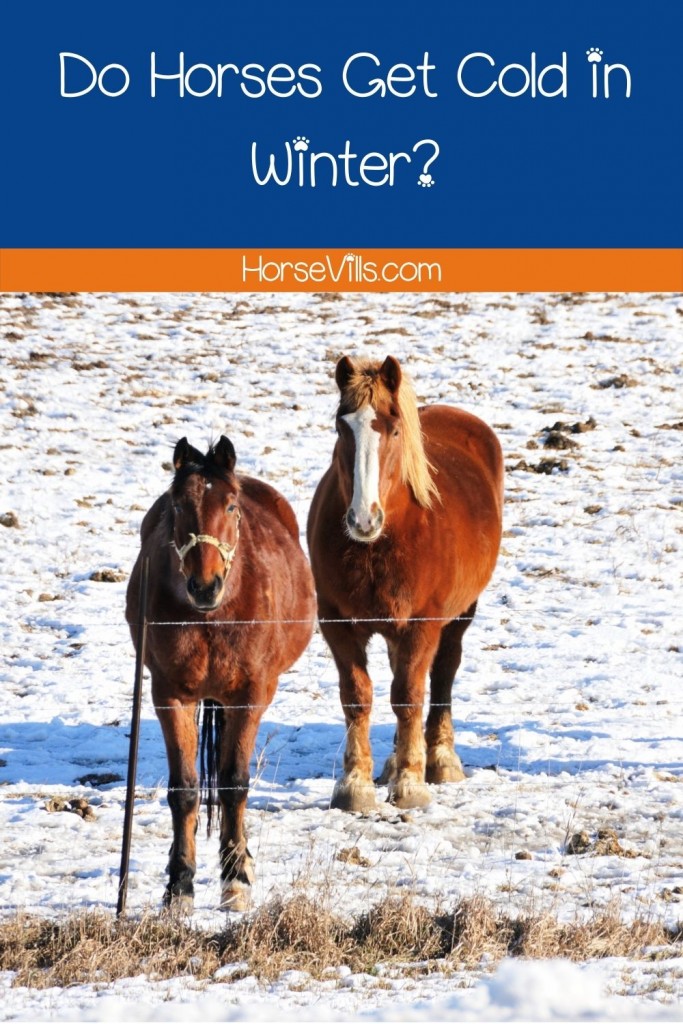 Do Horses Get Cold in Winter