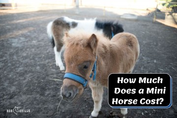 How Much Does a Mini Horse Cost? (Equine Pricing Guide) 