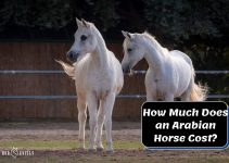 How Much Does an Arabian Horse Cost (Detailed Cost Analysis)