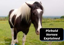 Piebald Horse: Characteristics, Behavior & More (With Photos)