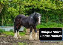 365 Unique Shire Horse Names For Mares, Stallions & Geldings