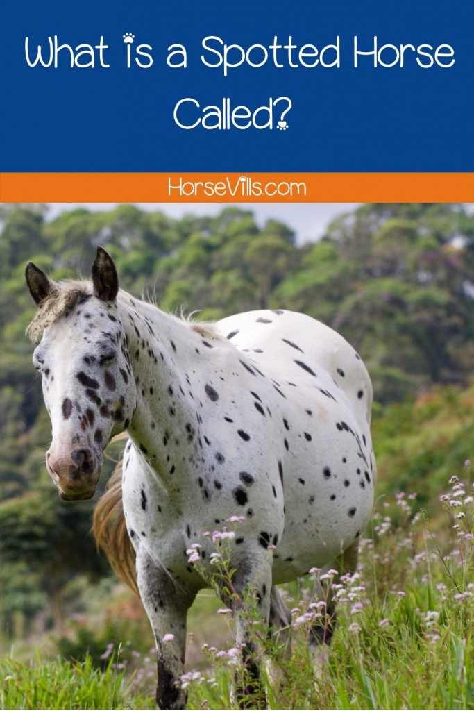 a spotted horse