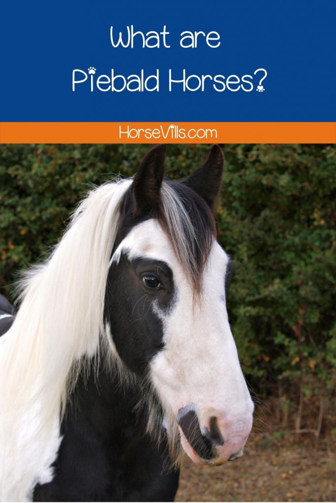 What are Piebald Horses