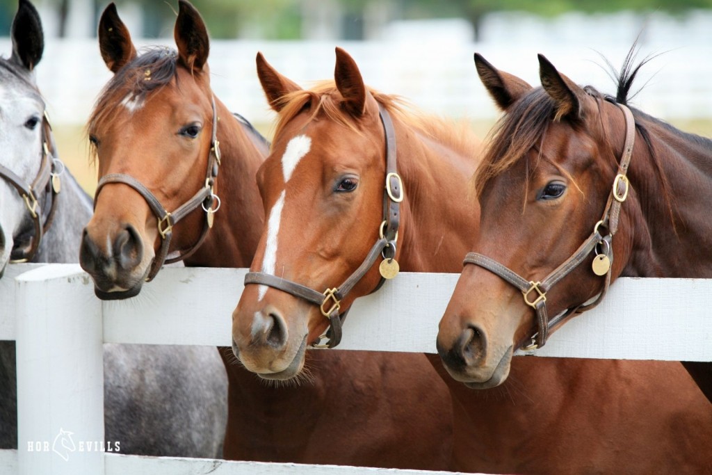 a bunch of thoroughbred horses