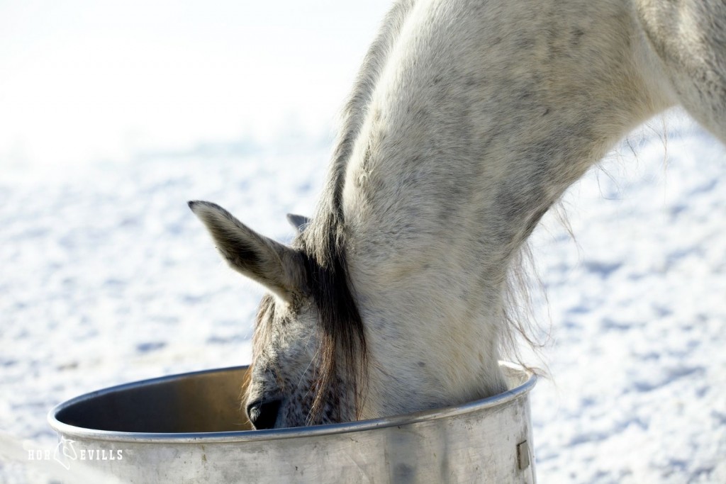 a horse drinking warm water