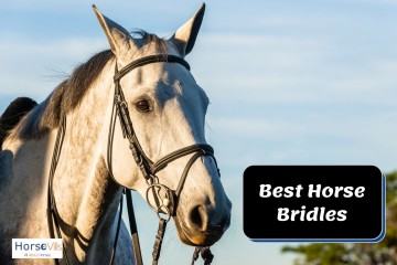11 Best Horse Bridles to Consider [In-Depth Review]