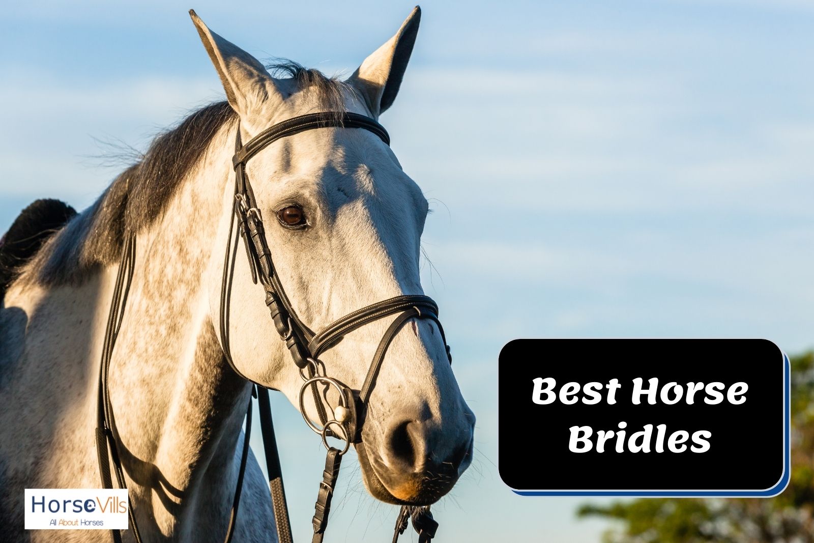 stallion wearing the best horse bridle