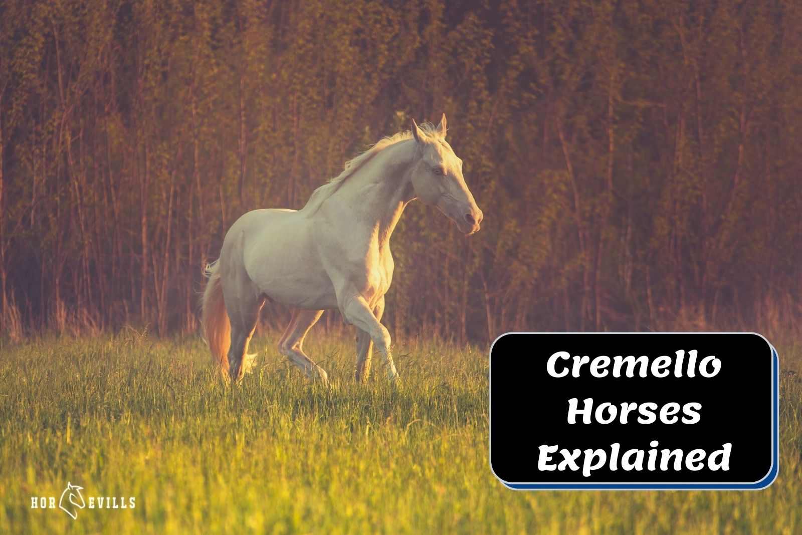 cremello horse