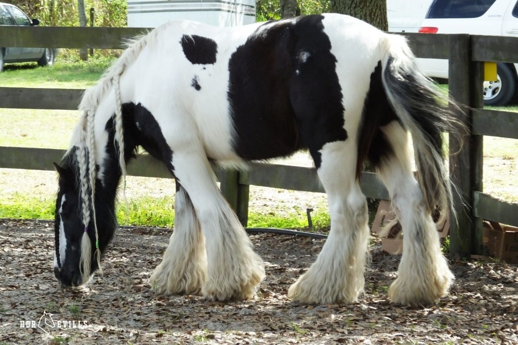 gypsy vanner horse in a muddy pen