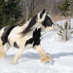 GYPSY VANNER COLT WALKING IN THE SNOW