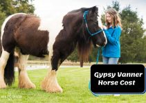 How Much Does a Gypsy Vanner Horse Cost? [Monthly Expenses]