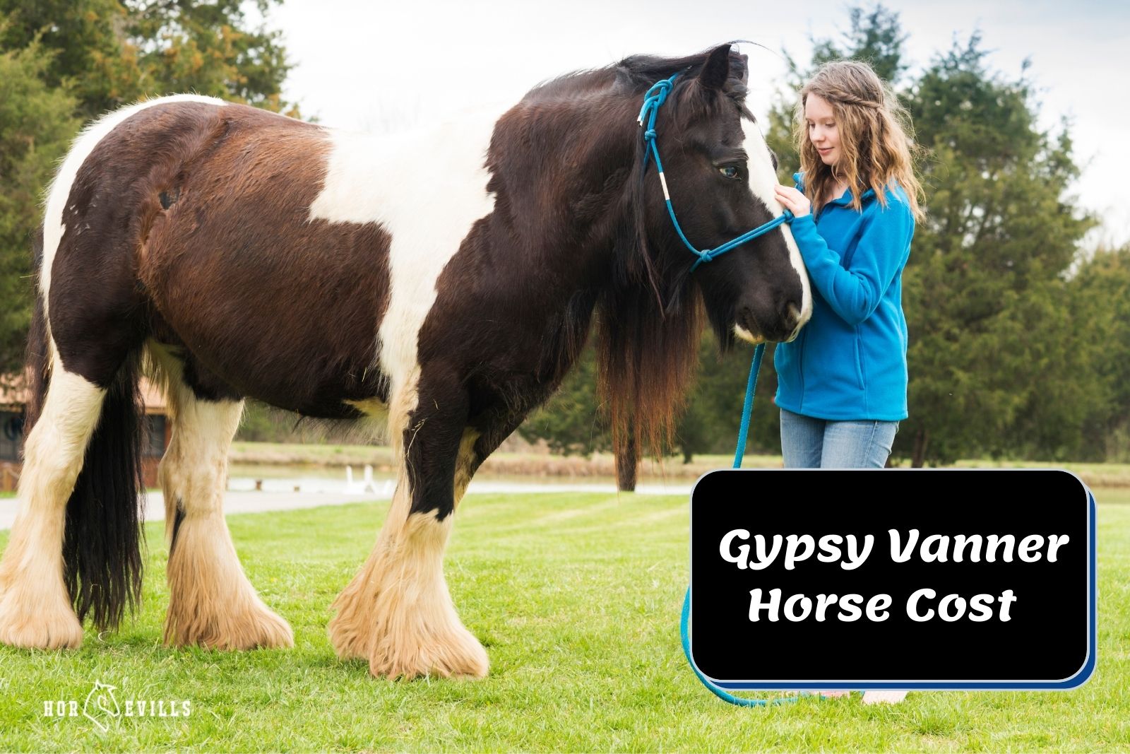 kid holding a gypsy vanner horse but how much does a gypsy vanner horse cost