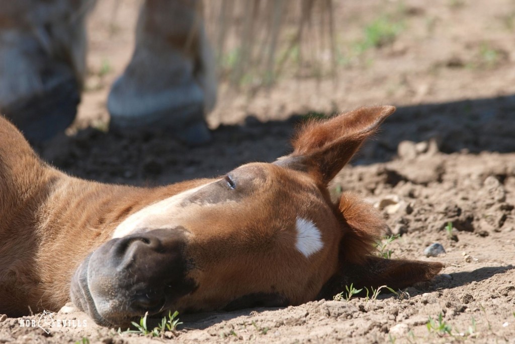 horse laying down on the side