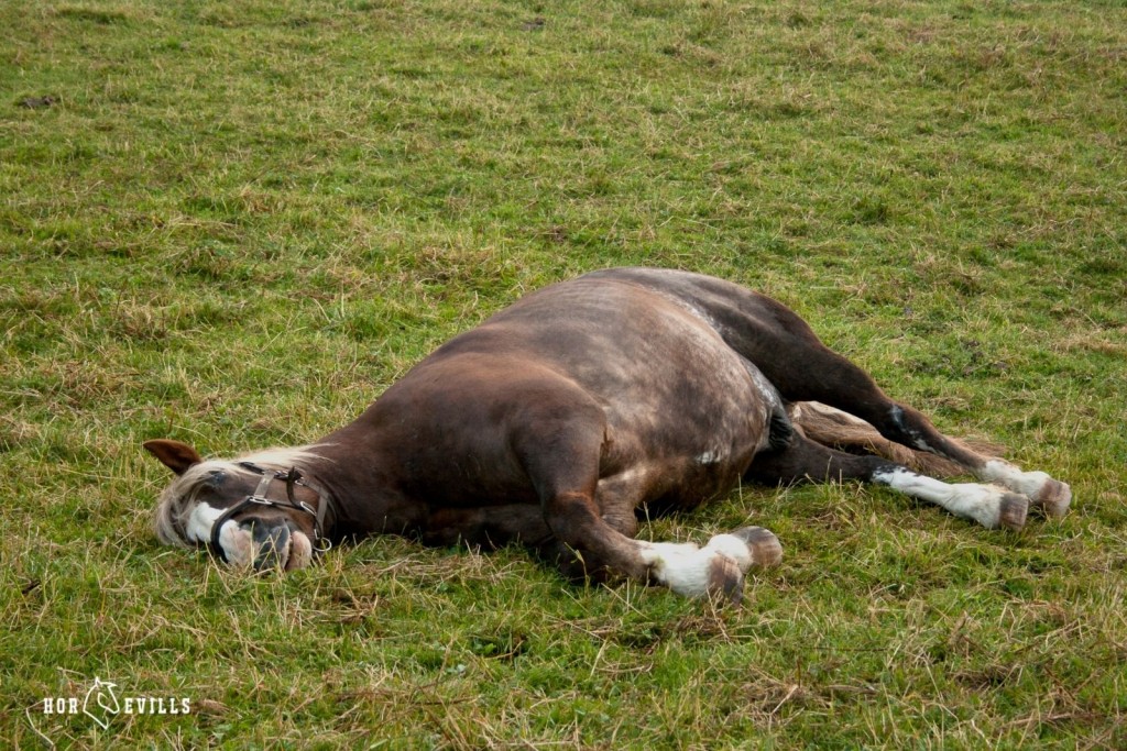 horse laying down on the side sleeping