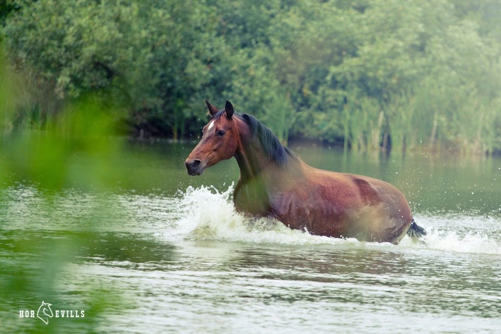 An Appaloosa horse swimming under title Do Horses Swim
