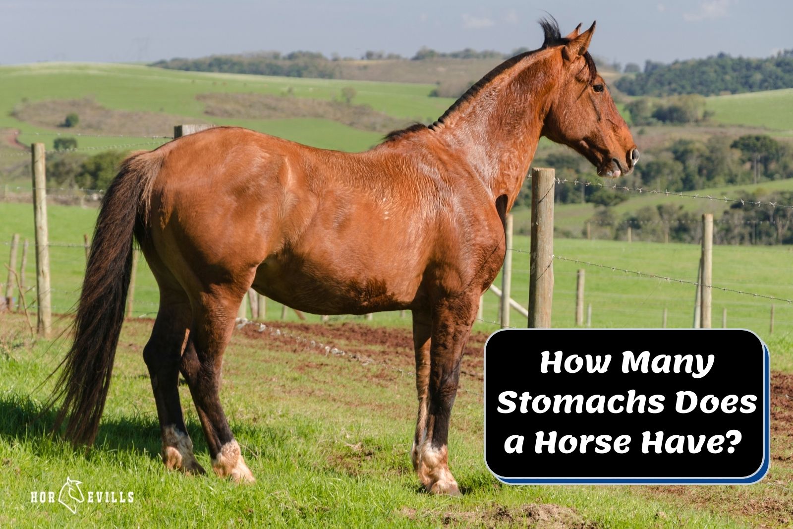 stallion beside how many stomachs does a horse have poster