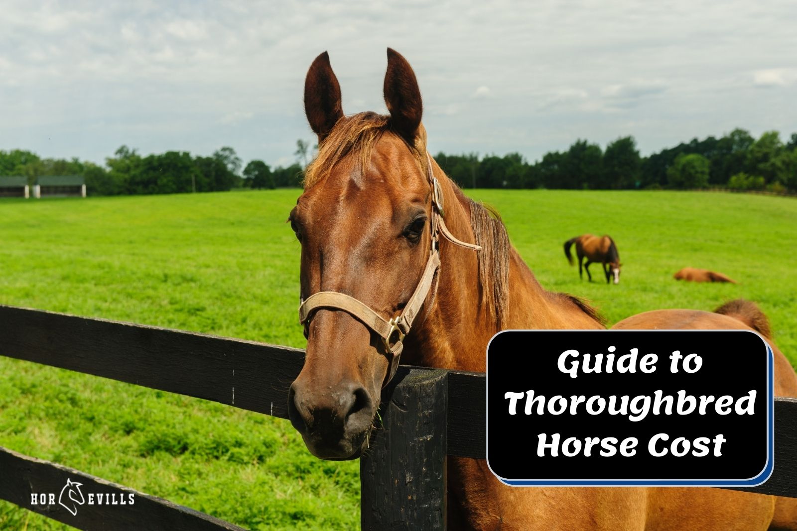 how much does a thoroughbred horse cost