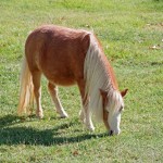 mini horse eating