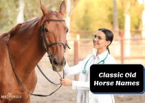 900 Old Horse Names For Mares, Stallions & Geldings