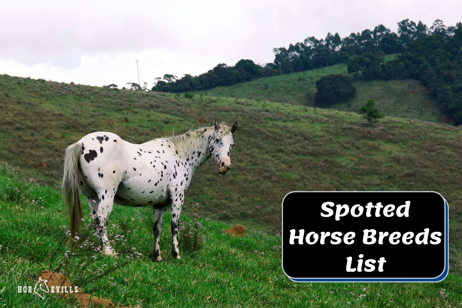spotted horses breeds