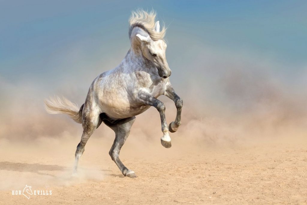 mythical white stallion