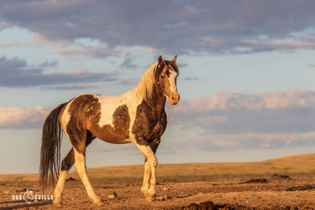 brown and white horse in an open field under title majestic horse names