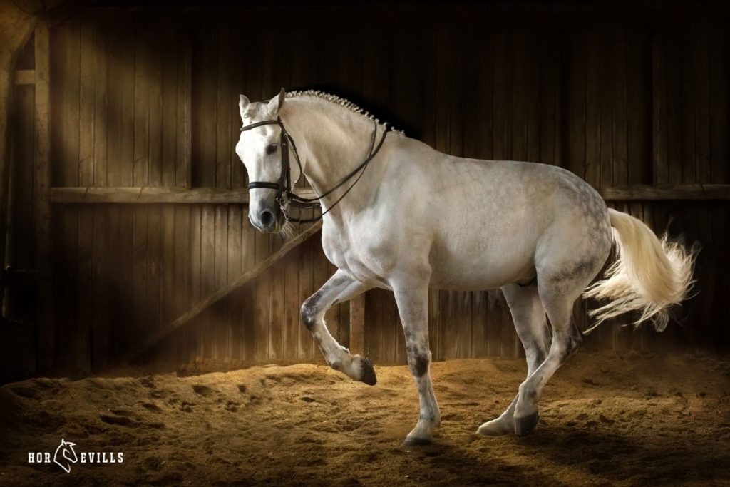 A white horse in a barn under title lotr horse names