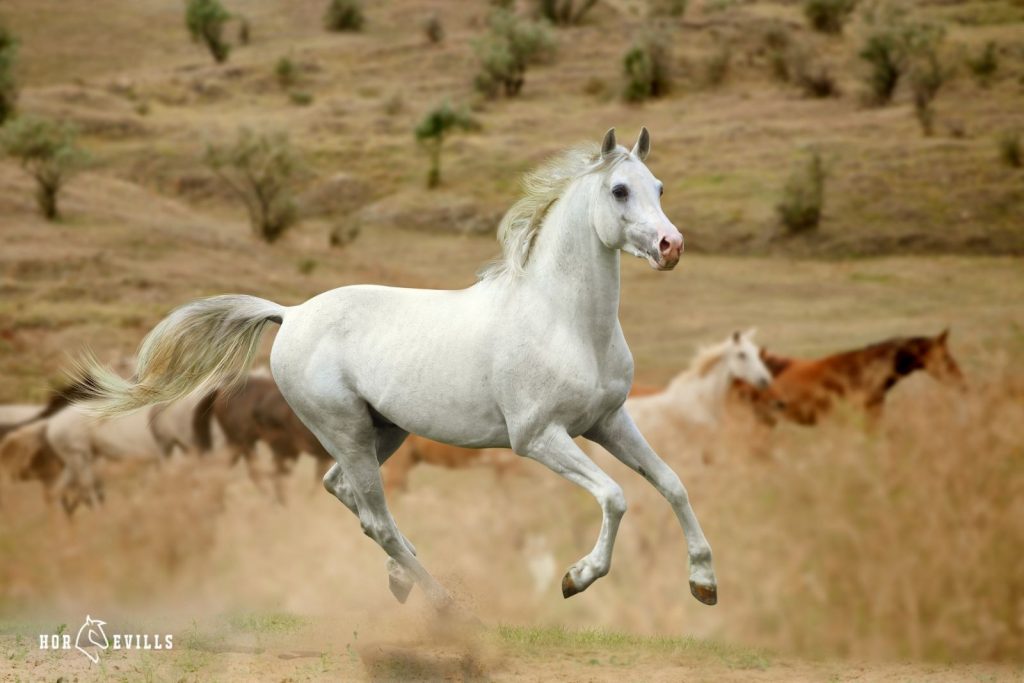 Gorgeous white stallion running in the fields