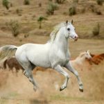 white-stallion