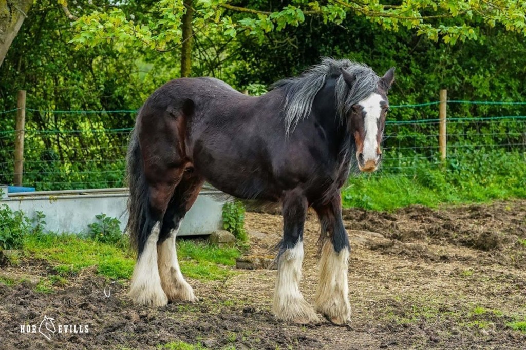 shire horse on the ground