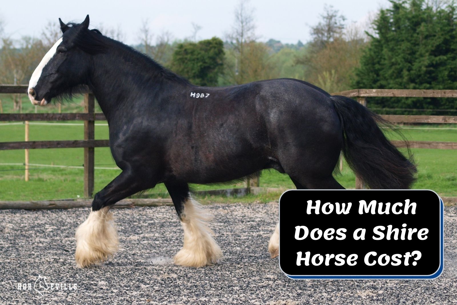 shire horse walking on the pen how much does shire horse cots