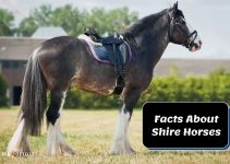 Shire Horse Facts, Colors & Everything You Need To Know