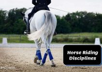 What Are The Different Horse Riding Disciplines? (31 Explained)