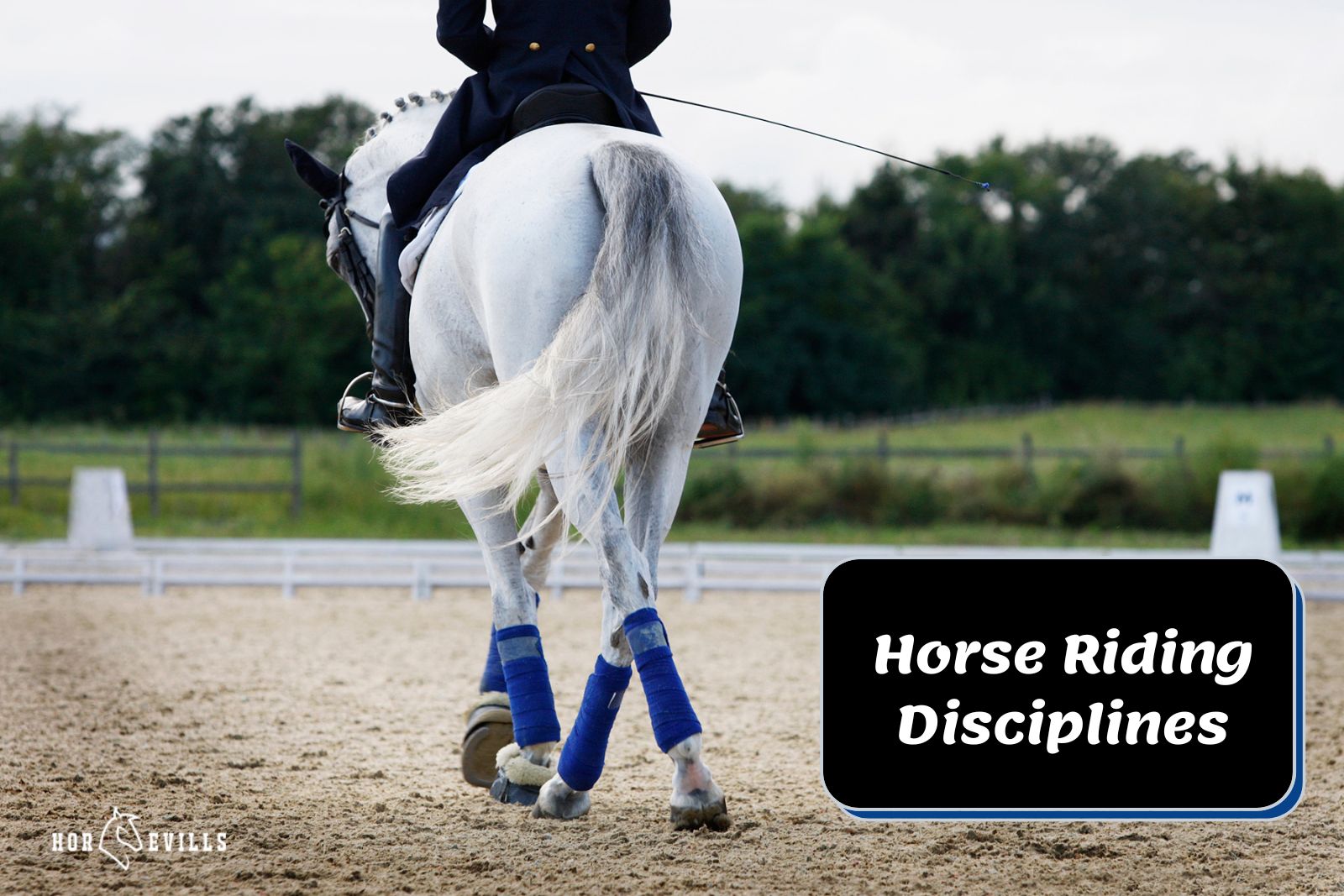 equestrian riding showing different horse riding disciplines