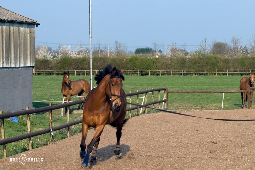 lunging horses for their daily exercise