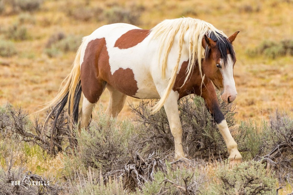 brown and white mustang horse