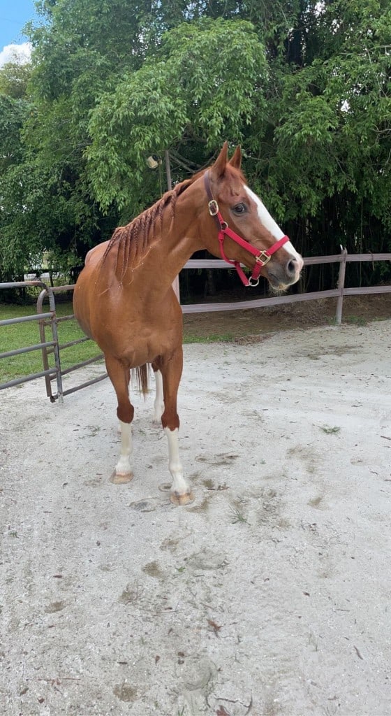 cookie the chestnut horse after rescue