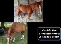 Cookie The Chestnut Horse: A Heartwarming Rescue Story