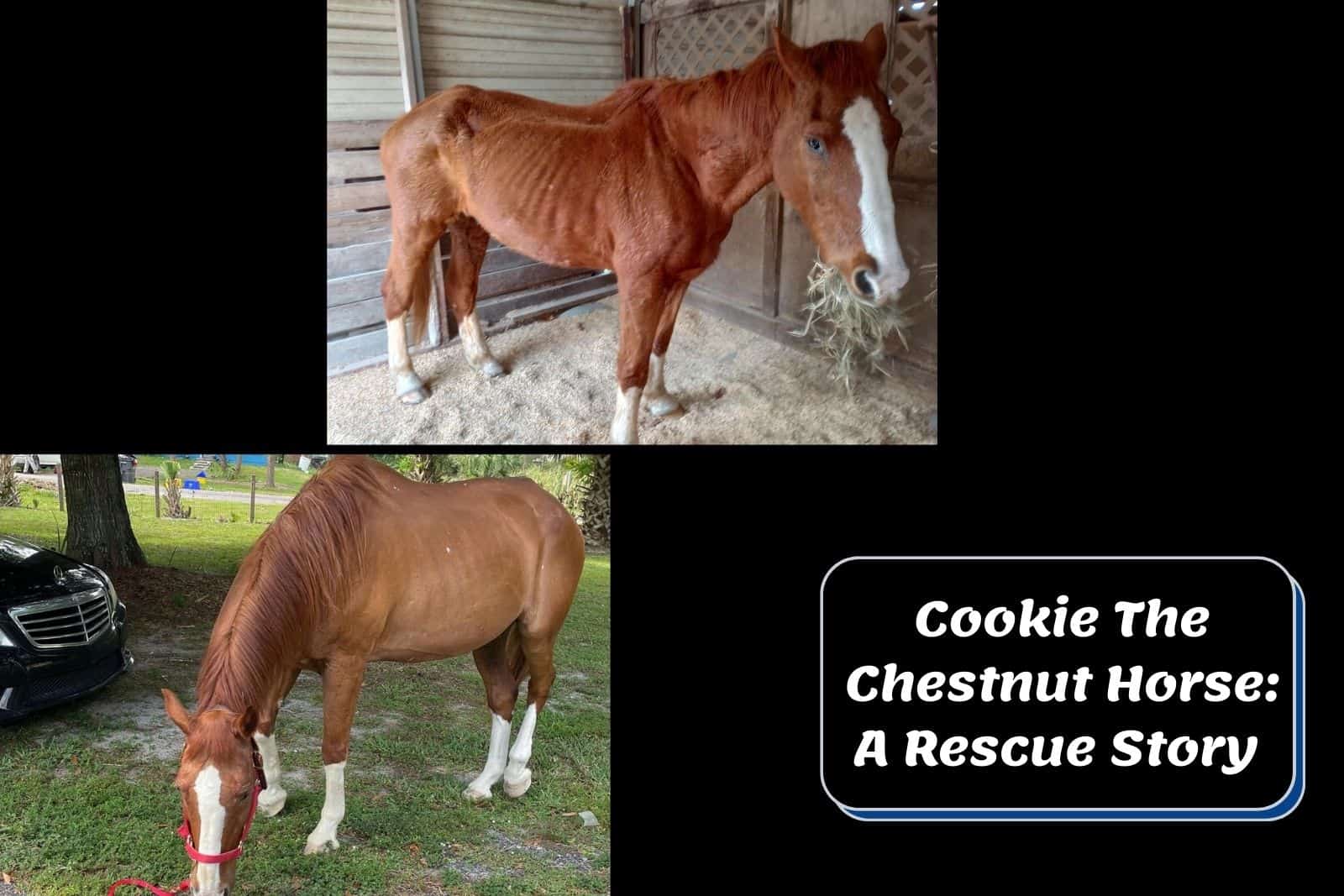 Cookie The Chestnut Horse A Rescue Story