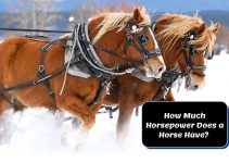 How Much Horsepower Does a Horse Have? How Is It Calculated?