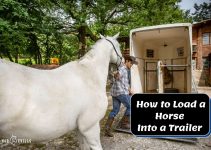 How to Load a Stubborn Horse into a Trailer? [Steps & Tips]
