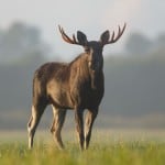 a moose standing in the field