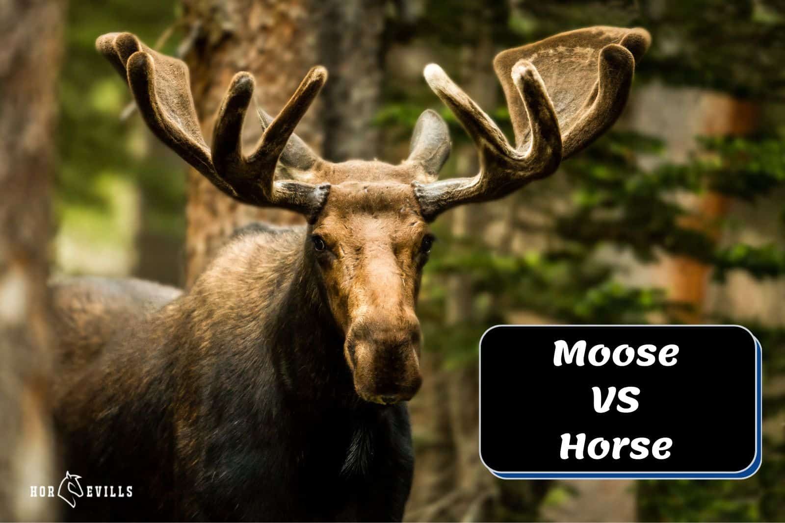a huge moose standing beside moose vs horse poster