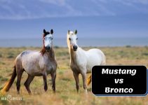 Mustang Vs Bronco: Are They The Same? [Comparison Guide]