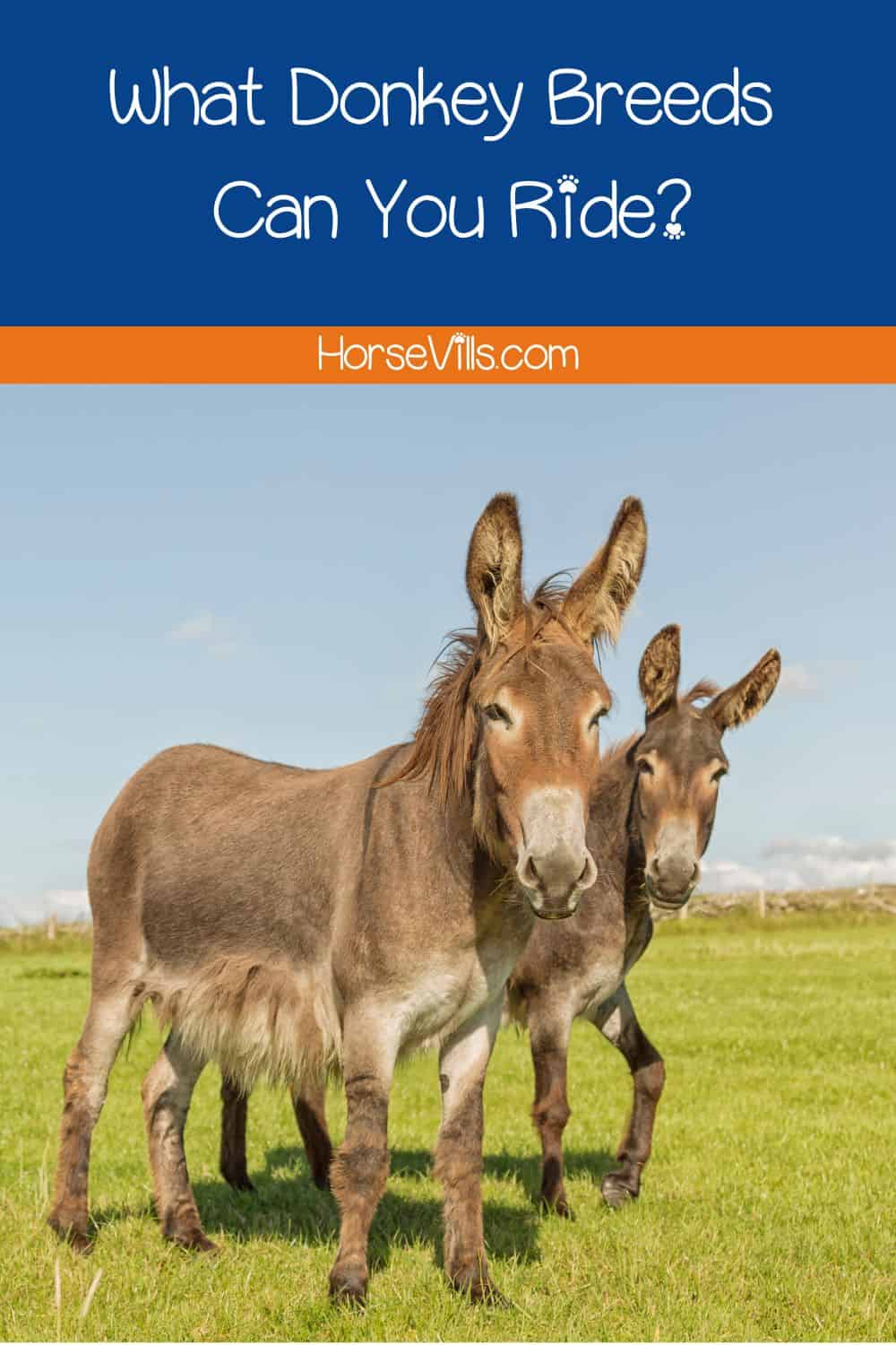 two donkeys looking at the camera