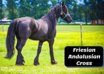 Friesian Andalusian Cross (History, Characteristics & More)