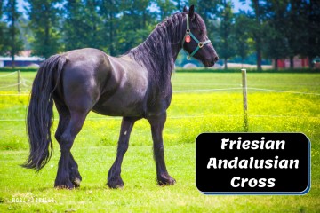Friesian Andalusian Cross (History, Characteristics & More)