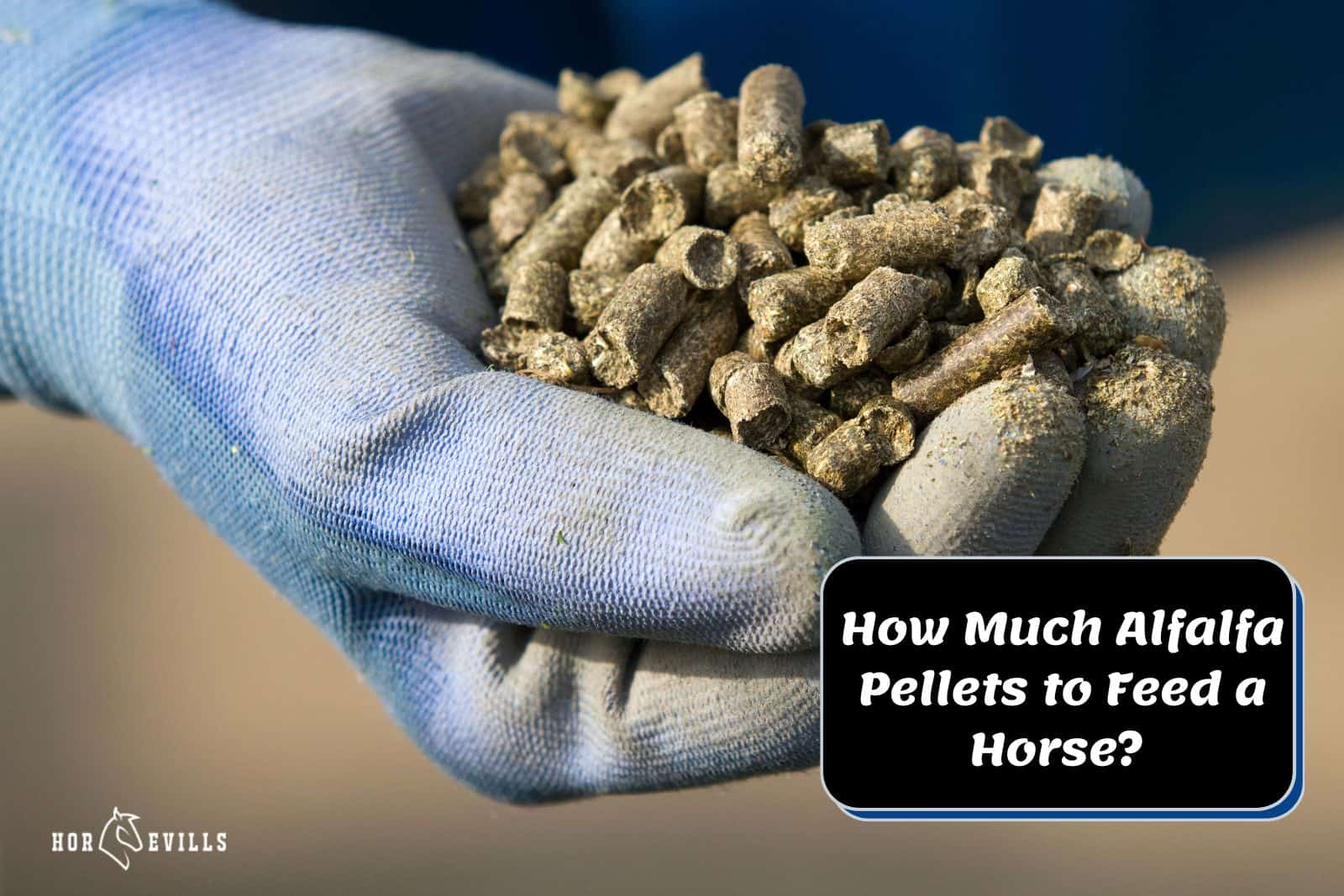hand holding alfalfa pellets so How Much Alfalfa Pellets to Feed a Horse?